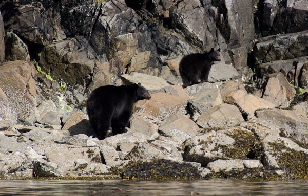 Black bears at the sea shore