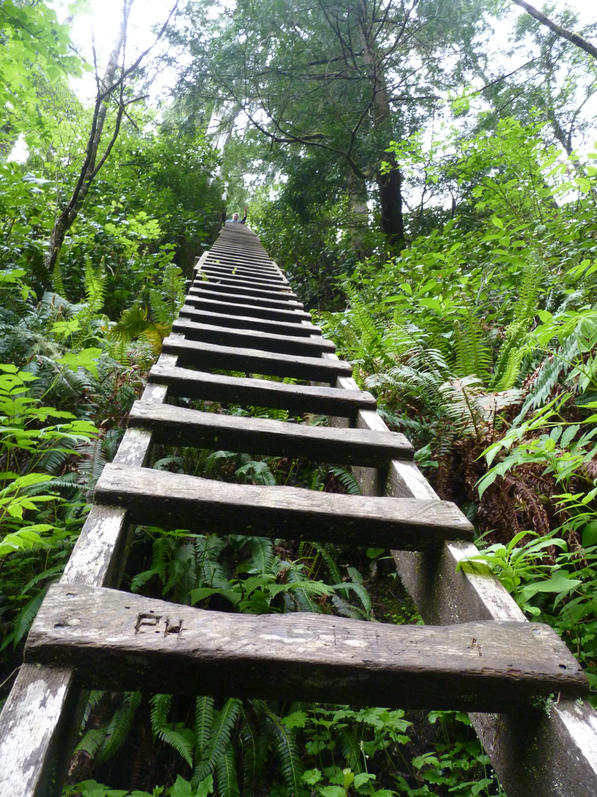 Long ladder down to Walbran