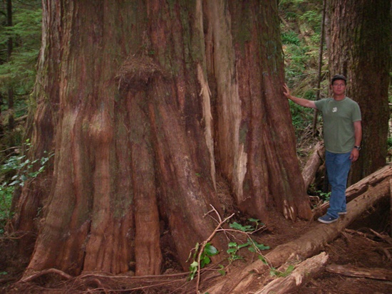 Victoria day trips Juan de Fuca giant cedar tree