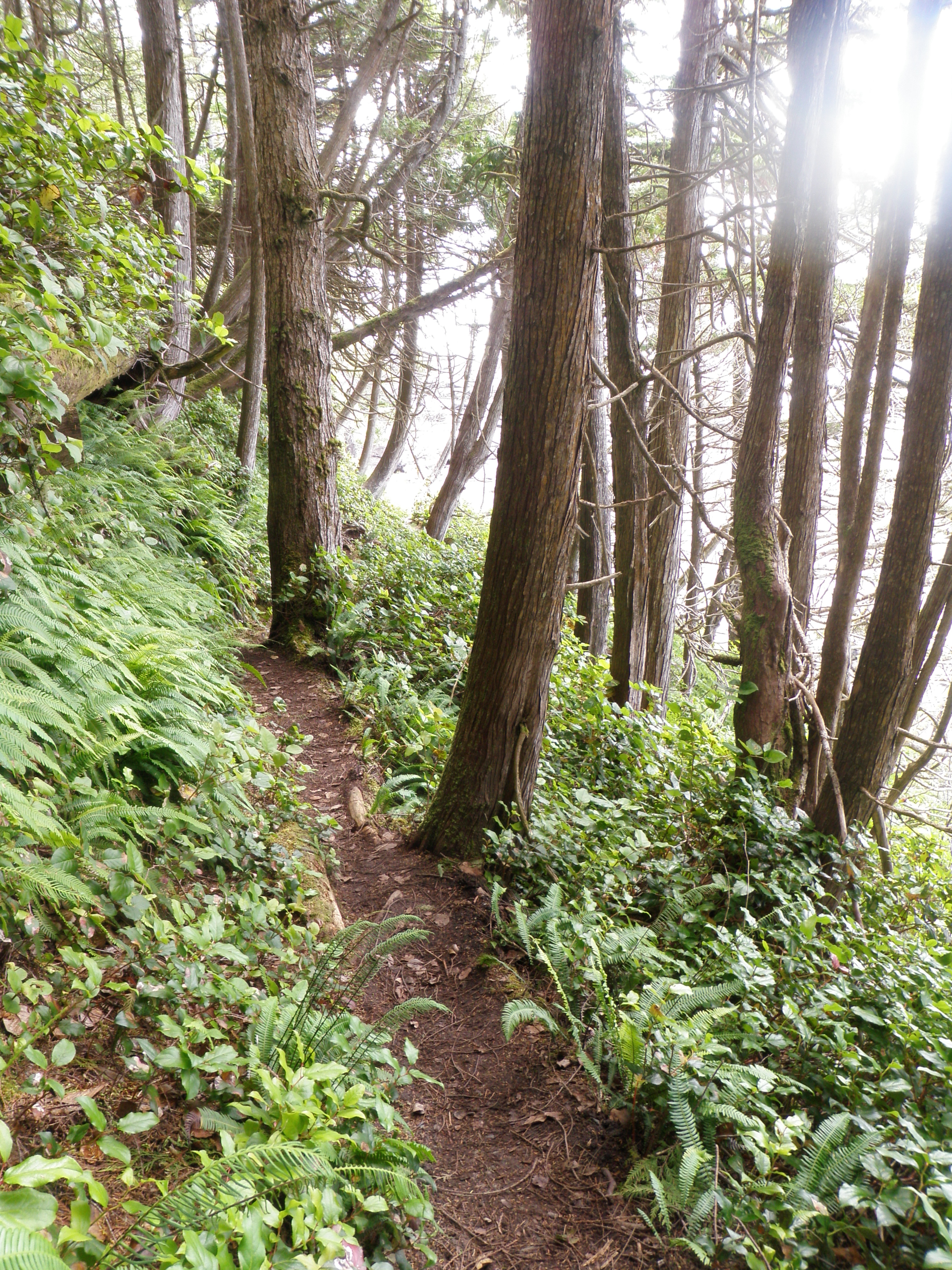 Juan de Fuca Trail in the forest