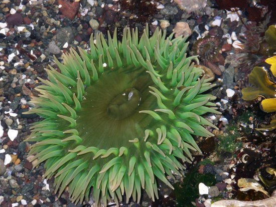 Kayaking Vancouver Island Nuchatlitz Inlet sea anemone