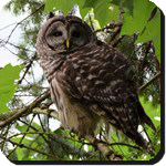 Owl in Cowichan